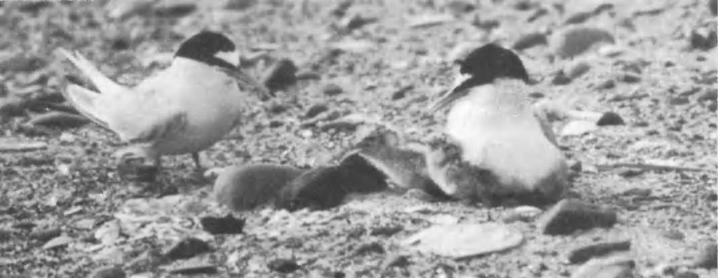 for example, over the advancing tideline. Almost all the food brought to the chicks is caught by the male parent. The female feeds herself during her brief absences from her chicks.