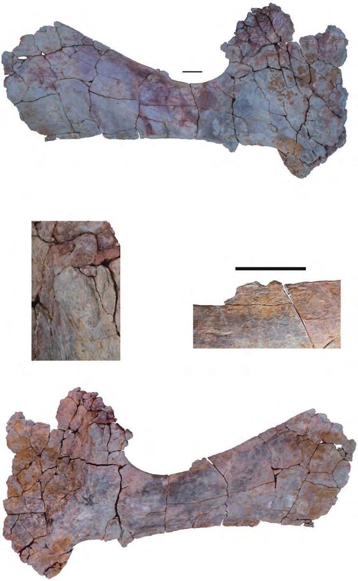 SB TLST PP A TLT GF CBDP TLST AC B Figure 13 Left scapula (MDS-OTII,14) of Europatitan eastwoodi n. gen. n. sp. (A) Medial view.