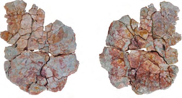 CF GLF A B Figure 14 Left coracoid (MDS-OTII,15) of Europatitan eastwoodi n. gen. n. sp. (A) Medial view. (B) Lateral view. CF, coracoid foramen; GLF, glenoid fossa. Scale: 10 cm.