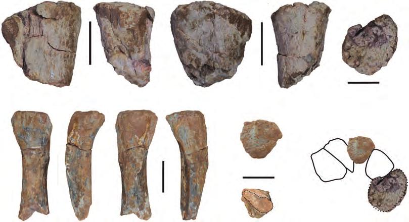 A B C D E TB AAMc III AAMc CR J I F G H I K L Figure 15 Left metacarpals of Europatitan eastwoodi n. gen. n. sp. (1) (A E) Metacarpal I (MDS- OTII,118). (A) Anterior view. (B) Medial view.