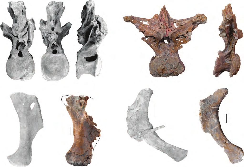 ASPDL, PSPDL PRSL TPRL CPRL BIF UPL PCPL A B C D E 30º 50º F G H I Figure 21 Comparison of selected anatomical characters of Tastavinsaurus (A, B, C, F, H) with Europatitan (D, E, G, I).