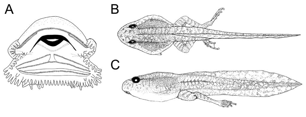 Reproduction and development of Hylarana nigrovittata Figure 5. Larvae of Hylarana nigrovittata at Gosner stage 41, after Gawor et al. (2009): (A) oral disc, (B) dorsal view, (C) lateral view.