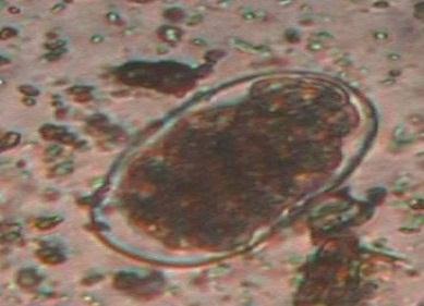 Skin scrapting showing Sarcoptes mange mites Fig. 8.