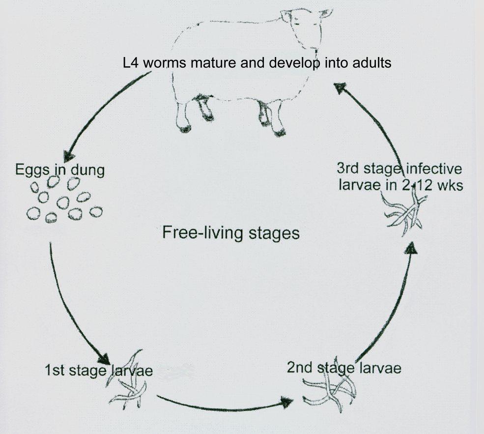 preventing them from feeding. The L3 is the infective stage. L3 migrate on to the herbage where they are ingested by sheep.