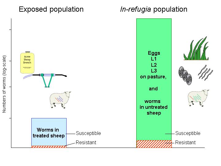 (Fig 5.2.). Any worms in sheep that are not treated also contribute to the in refugia subpopulation.