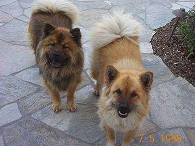 Sheba Cleo Sara: Sara was found at a local shelter near Montreal. She is a purebred Eurasier but her owner died from cancer and the owner s family did not want to keep her. I asked myself Why?