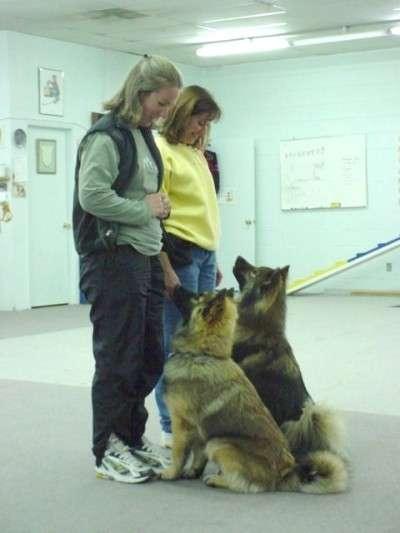 Chai Laika Sam Eurasiers North America General Interest The Bare-Bones Basics of Obedience Trials In this edition of the NAEC Newsletter,