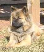 Adopting a Eurasier, to help you make a decision on finding a suitable