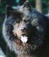 Eurasier Memoriam Our deepest condolences to the owners of the