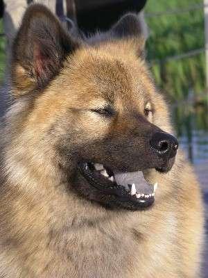 Eurasier, to help you make a decision on finding a suitable Eurasier breeder for your future puppy.