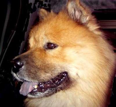 Funding Donations for Eurasier Rescue may also be made through the POC s. At this time we would like to thank: Clark Waldrip for donating the annual website fee.