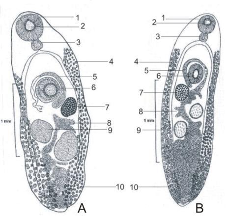 A description is given of Plagiorchis bulbulii Mehra, 1937 based on newly collected specimens from the small intestines of Hirundo rustica rustica (Linn.