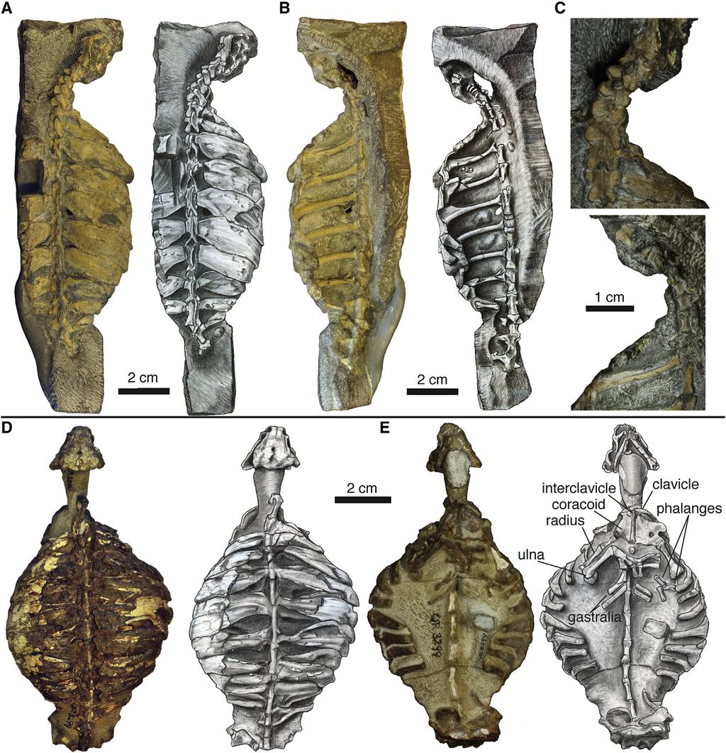 Current Biology Vol 23 No 12 1114 Figure 1. Newly Described Eunotosaurus africanus Material (A) Photograph (left) and illustration (right) of GM 86/341 in dorsal view.
