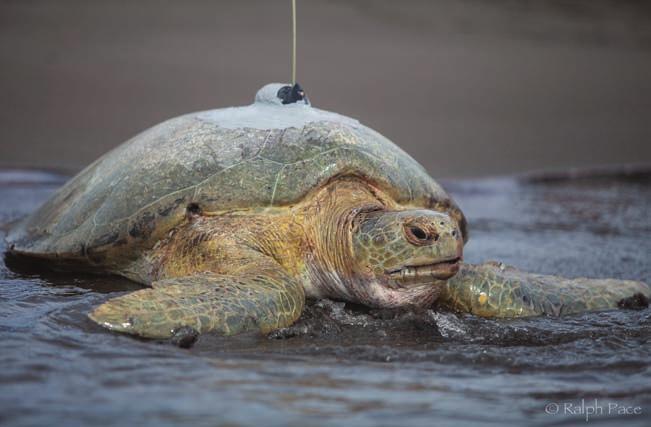 Over the past six years, STC has released dozens of turtles from nesting sites in Florida, Costa Rica, El Salvador, Panama, Puerto Rico, Mexico, Bermuda, and the West Indies.