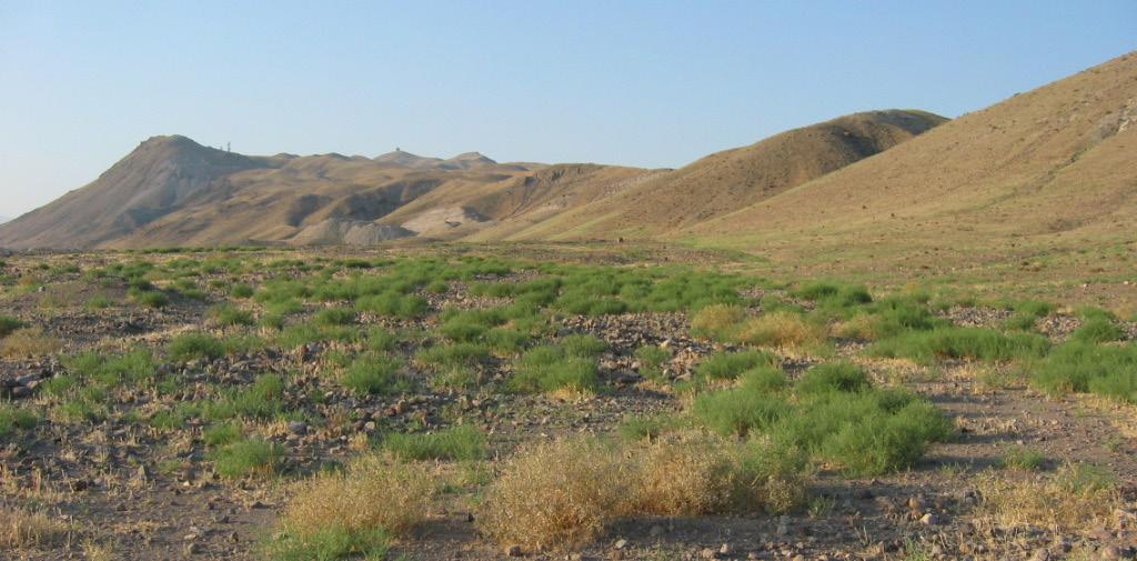 Rastegar-Pouyani et al. Figure 1. Habitat of Eremias suphani in NW Iran on the road from Firoragh to Chaldoran in Ali Sheykh village (Photo by Eskandar Rastegar-Pouyani, 2005).