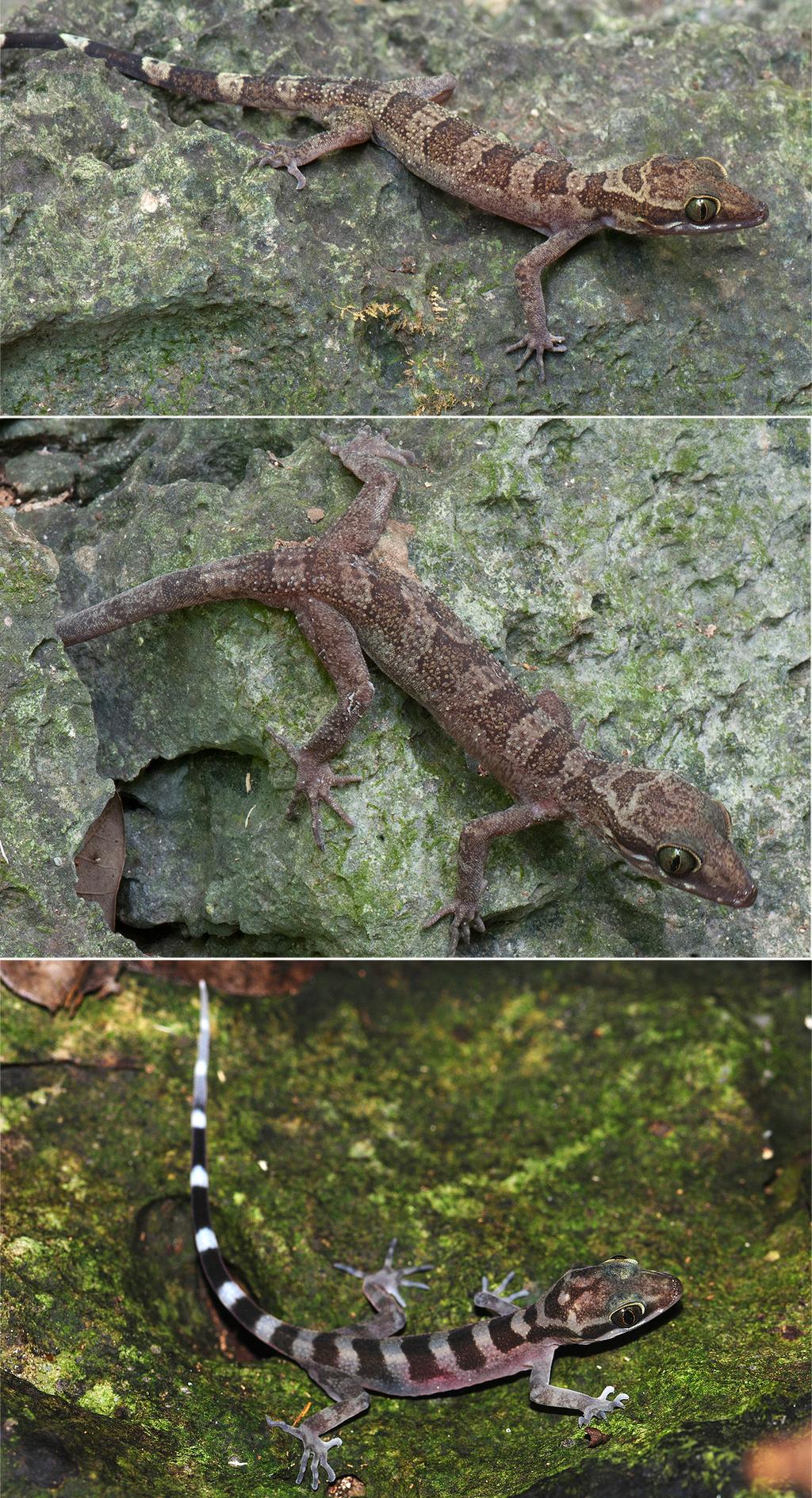 FIGURE 3. Upper: adult male holotype of Cyrtodactylus guakanthanensis sp. nov. (LSUHC 11322) from Gua Kanthan, Perak, Peninsular Malaysia. Middle: adult male paratype of C.