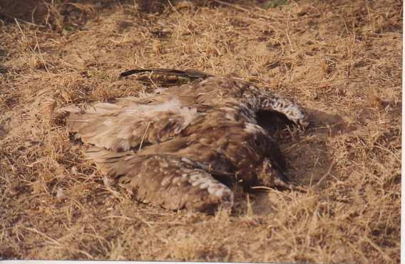 1(b): Adult Eurasian Griffon (Gyps Fulvus) killed by Feral Dogs at Jorbeer, Bikaner Now Acelofenac has been found that it is a new derivative of diclofenac and gets metabolized into