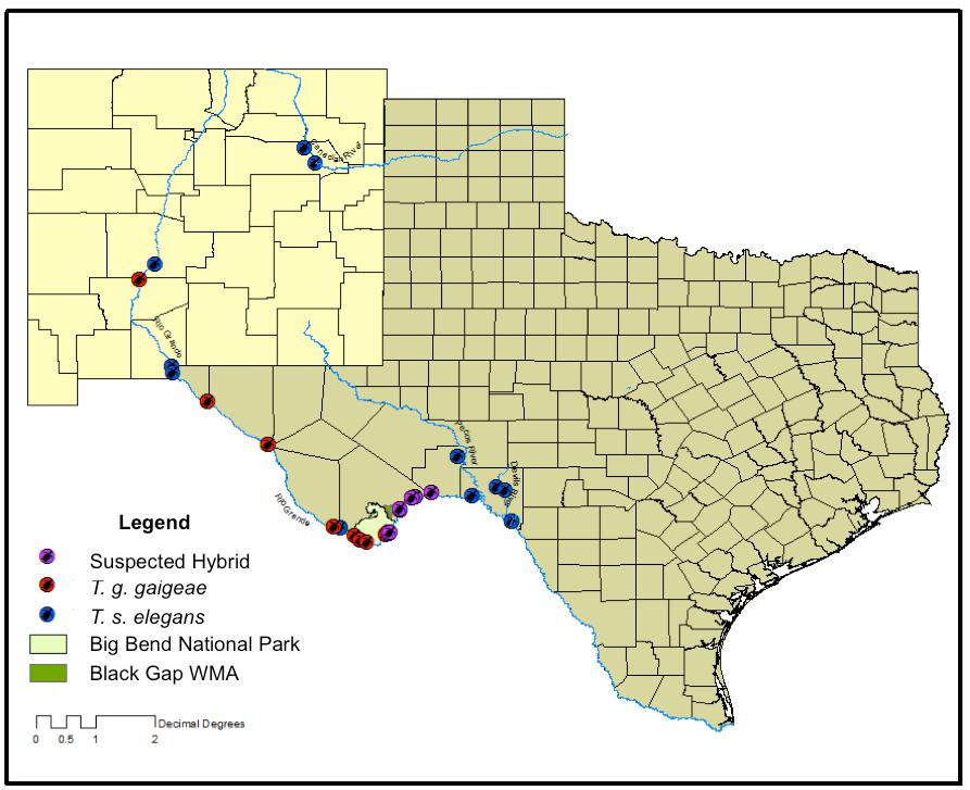 Figure 1. Locations of the 120 Trachemys gaigeae gaigeae, Trachemys scripta elegans, and suspected hybrids from Texas and New Mexico used in this study.