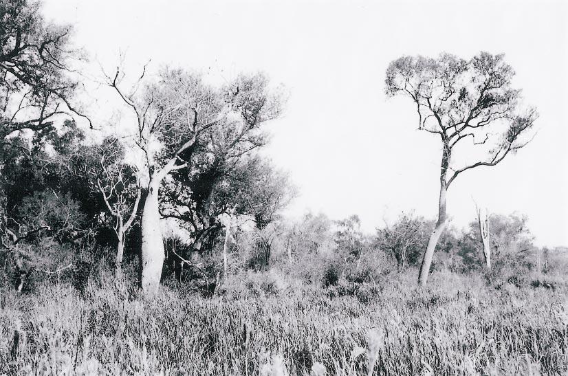 14 AMERICAN MUSEUM NOVITATES NO. 3442 Fig. 6. The savanna-woodland border at Linda Vista near the Riacho Pilagá, Provincia Formosa, Argentina, type locality of Chacodelphys formosa.