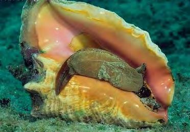 Marinelife Cards Queen Conch This mollusk