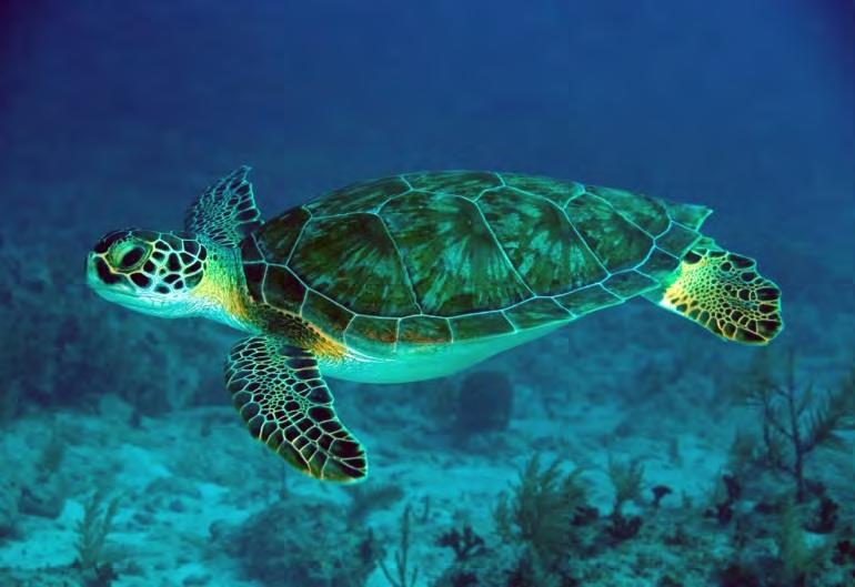 turtles Leatherback This sea turtle has a