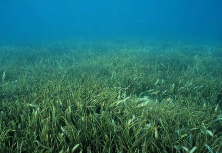 Sea grass beds This environment is home to the