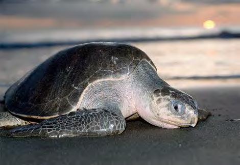 Introduction to Sea Turtles Sea turtles are marine, air breathing reptiles that can be found worldwide in warm waters.
