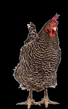Chicken breeds can be broken down into three categories: layers, meat birds and show birds.