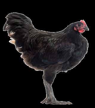 Chicken coops can be Top EGG LAYERS White Leghorn New Hampshire Australorp Rhode Island Red Sussex Buff Orphington Wyandotte Plymouth Rock Delaware Ameraucana made from purchased lumber,