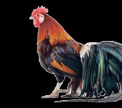 Some breeds have different colors and patterns. The next step is breaking them in to classes. Classes for large fowl are named after their area of origin.