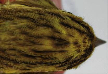 Ageing and sexing the Yellowhammer 241 cannot be aged reliably using known criteria in the nonbreeding season (eg Thompson 1987), reducing the value of data collected by ringers.