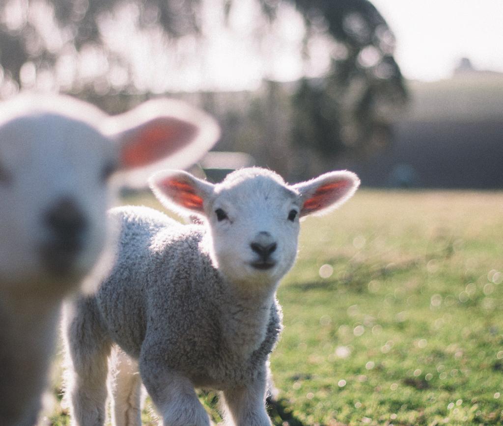 matilda s lamb matilda s natural australian lamb is a high quality, chilled all-natural product; pasture raised with no added hormones, raised without antibiotics and underpinned by animal welfare