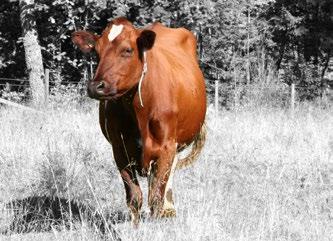 infectious bovine rhinotracheitis (IBR) and infectious pustular