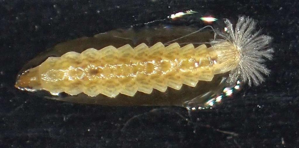 Right: Soldier fly larva (Family Stratiomyridae). Size 5-35 mm.