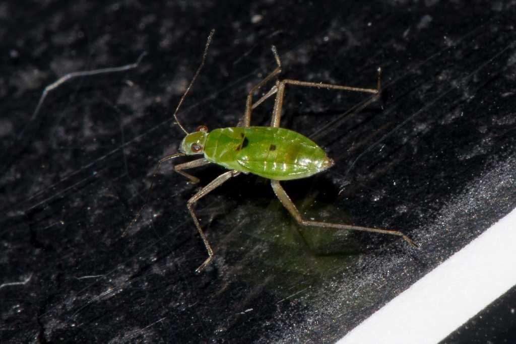 ); size 4 mm; green; wingless Water treader antennae are longer than their heads.