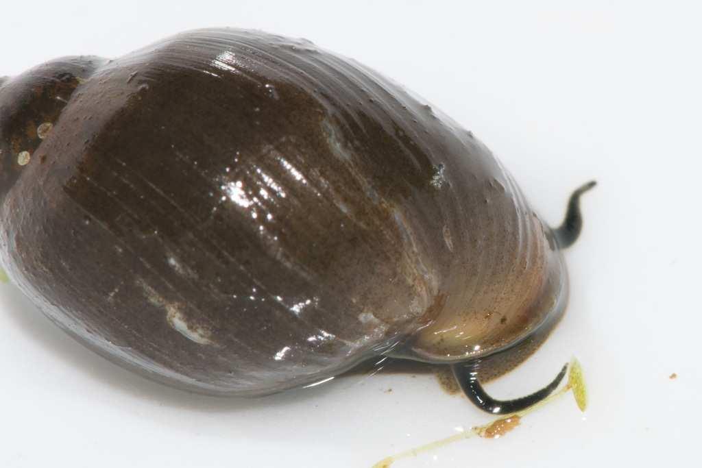 Left: Physid Snail 3; size 18 mm