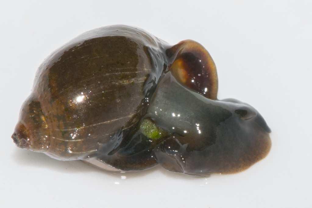 6-8 mm Bottom Right: Pond Snail