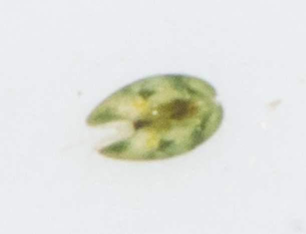 Ostracods have five pairs of appendages (including antennae) on