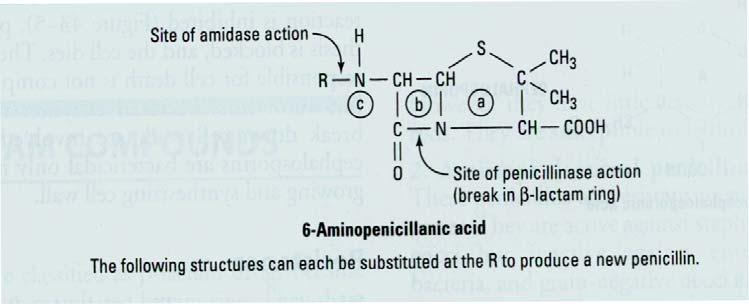 Pharmacology & Therapeutics November 29, 2011 Penicillins Paul O Keefe, M.D. A = thiazolidine ring, B = β-lactam ring, C = acyl side chain III. MECHANISM OF ACTION A.