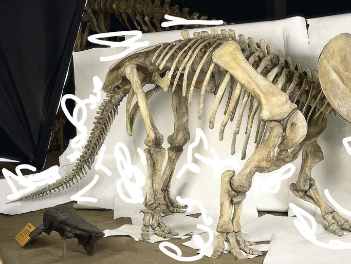 Dinosaur bones Dinosaurs lived long ago before there were