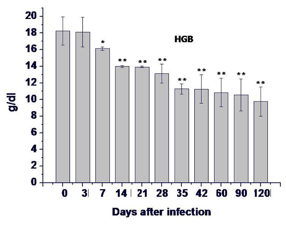 Figure 4 Hemoglobin concentration (HGB) of rats at days after infection. The results are expressed as mean value of four rats ± SD.