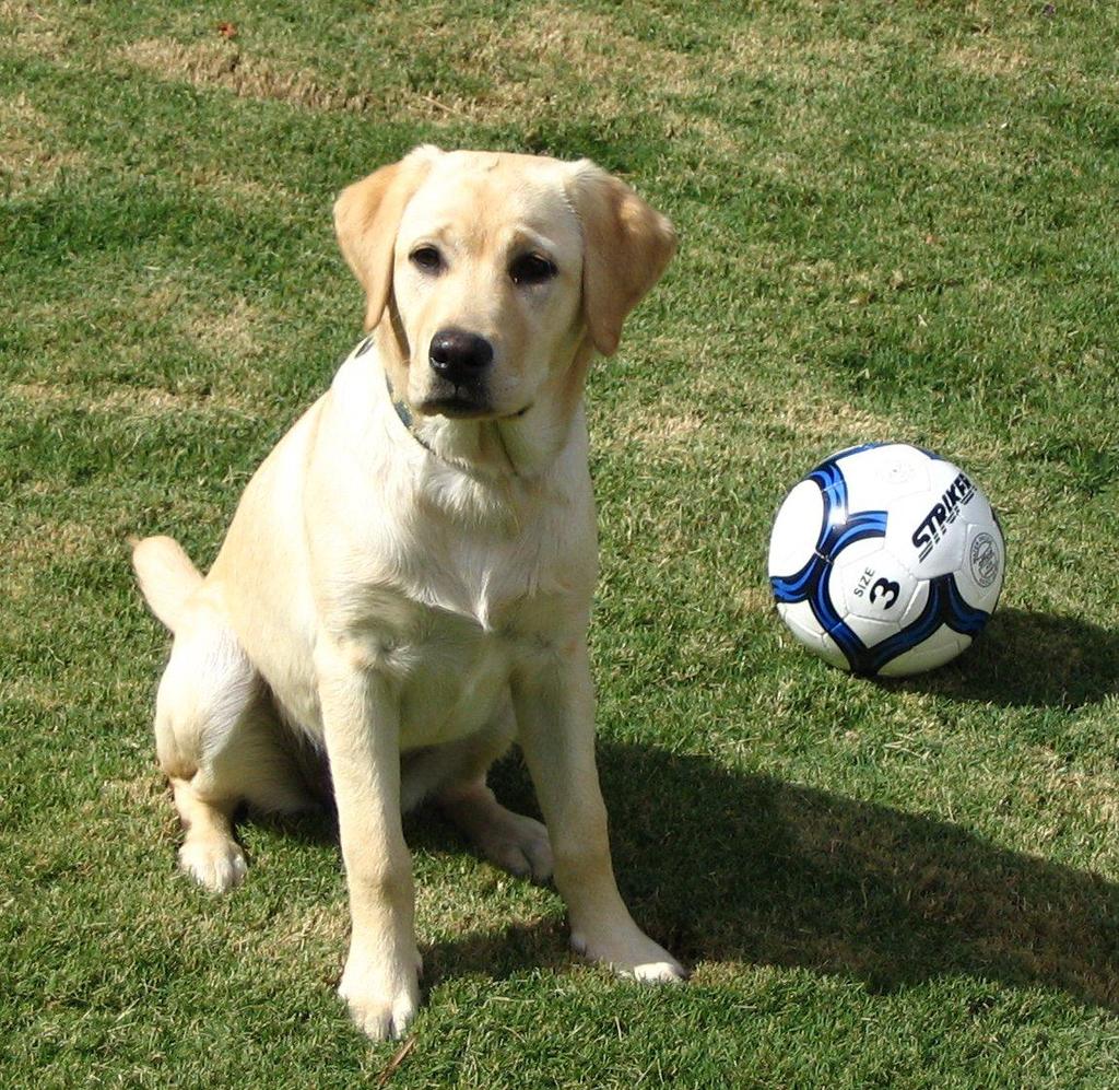 Different Kinds of Labrador Retrievers There