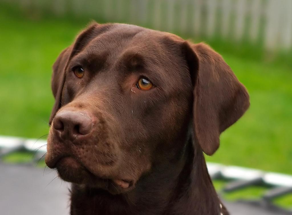 Training Labrador Retrievers Labrador Retrievers are very easy to train, but just like other dogs they need time.