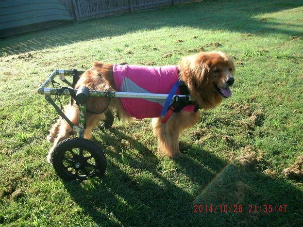 Figure 1: Walkin Wheels Dog Wheelchair [2016] The other solution to canine hindlimb disabilities on the market right now is dog harnesses such as the Help Em Up dog harness as seen in figure 2.
