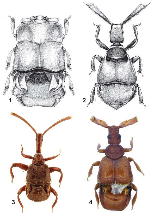 Acta Entomologica Musei Nationalis Pragae, 51(2), 2011 521 Figs. 1 4. Habitus. 1 Clavister deplanatus gen. & sp. nov. (Orig. S.