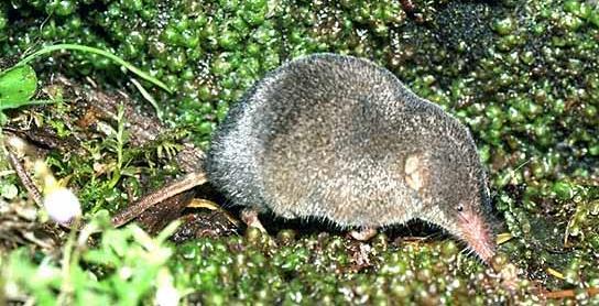 Smoky shrew (Sorex fumeus)