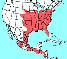 northern extent of geographic range Most social shrew