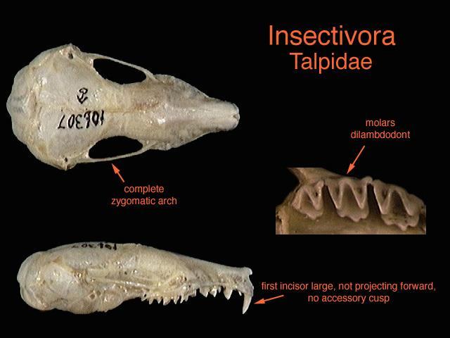 FAMILY: TALPIDAE Adapted for fossorial lifestyle: 1. modified forelimbs 2.