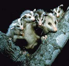 Omnivorous Plays opossum Plays dead to avoid