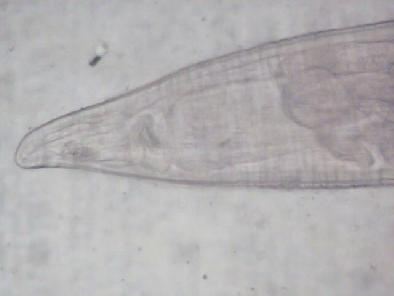 Distribution of Hadjelia Truncata Creplin 0.1 mm Fig.